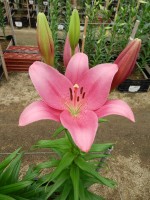 [5063 Lady Luck No02.JPG]